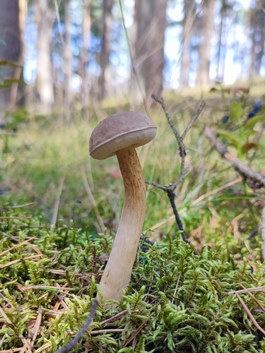 Tylopilus felleus — (c) K.P., some rights reserved (CC BY)