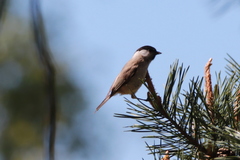 Poecile palustris