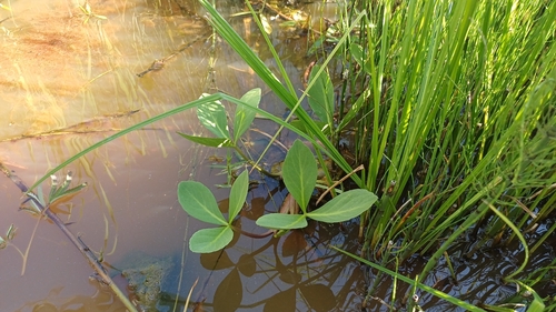 Bogbean