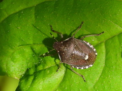 Holcostethus sphacelatus
