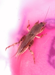 Neoscapteriscus vicinus