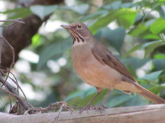 Turdus assimilis