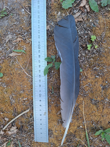 Plume de Héron cendré