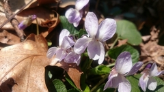 Viola rostrata
