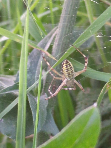 Wasp Spider