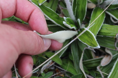 Celmisia spectabilis