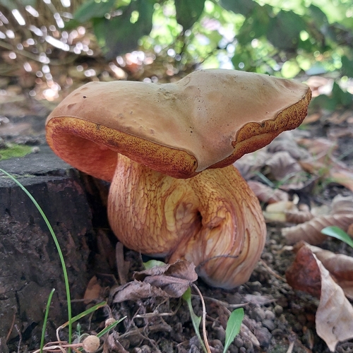 Наблюдение на iNaturalist