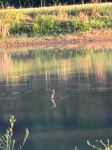 Double-crested Cormorant