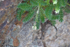Acaena pinnatifida californica