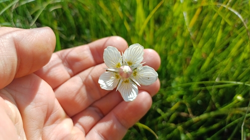 marsh grass-of-Parnassus