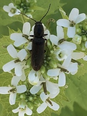Dendrometrinae