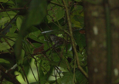 Stripe-breasted Wren (Cantorchilus thoracicus), photo 5