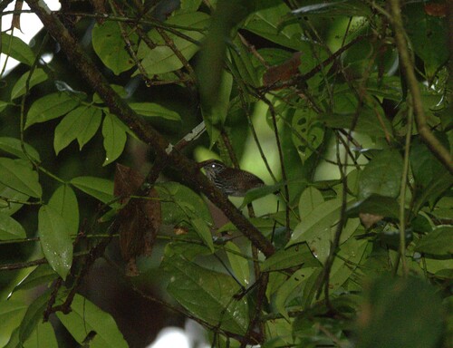 Stripe-breasted Wren (Cantorchilus thoracicus), photo 6