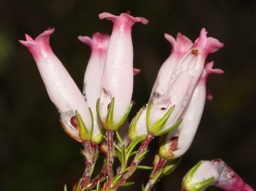 Image of Erica ventricosa by (c) Brian du Preez, some rights reserved (CC BY-SA)