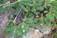 Acaena pinnatifida californica