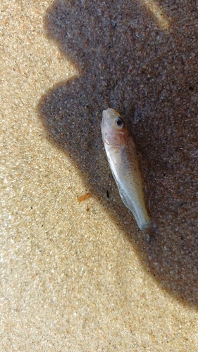 Ruffe