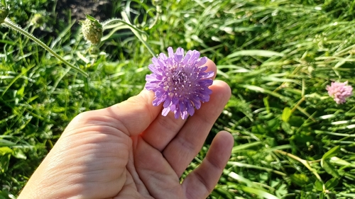 Field Scabious
