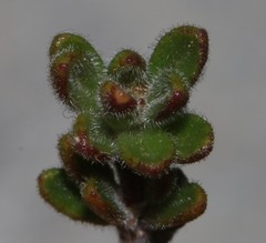 Agathosma phillipsii