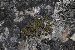 Agathosma phillipsii