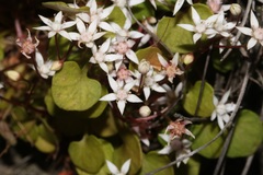 Crassula dentata