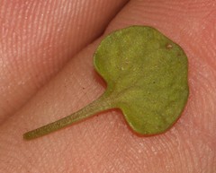 Crassula dentata