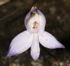 Disa maculata