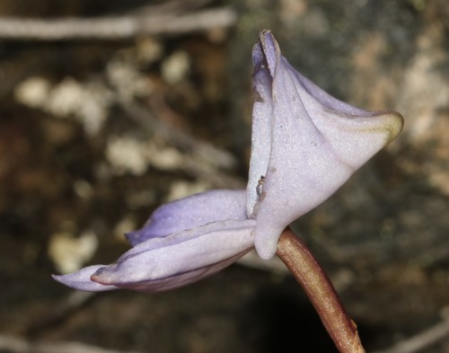 Image of Disa maculata by (c) Brian du Preez, some rights reserved (CC BY-SA)