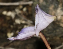 Disa maculata