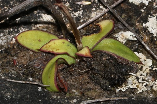 Image of Disa maculata by (c) Brian du Preez, some rights reserved (CC BY-SA)