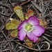 Stemless Sundew - Photo (c) Brian du Preez, some rights reserved (CC BY-SA), uploaded by Brian du Preez