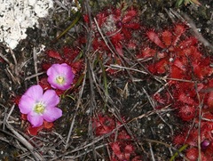 Drosera acaulis