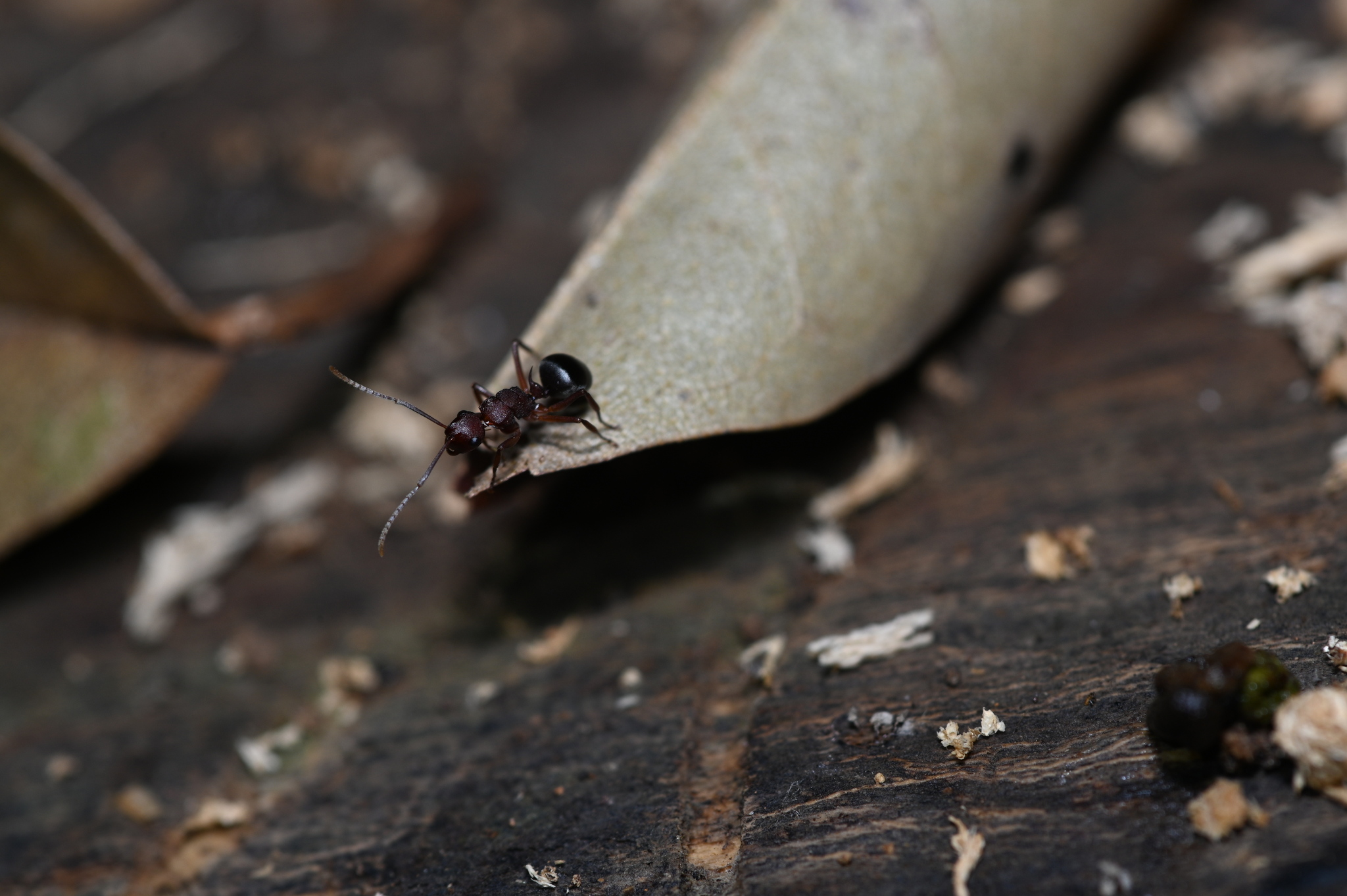 Polyrhachis varicolor