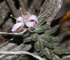 Agathosma phillipsii