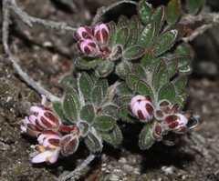 Agathosma phillipsii