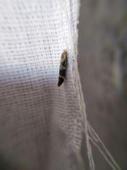 Mompha sturnipennella