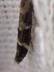 Mompha sturnipennella