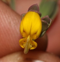 Rafnia diffusa