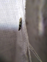 Mompha sturnipennella