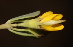Rafnia diffusa
