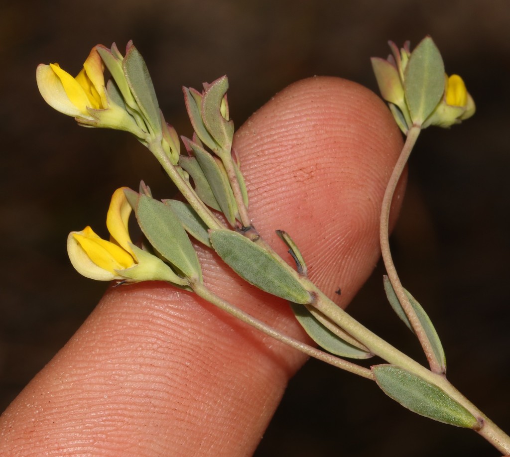 Rafnia diffusa