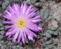 Esterhuysenia alpina