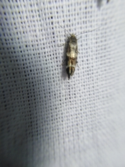 Mompha sturnipennella