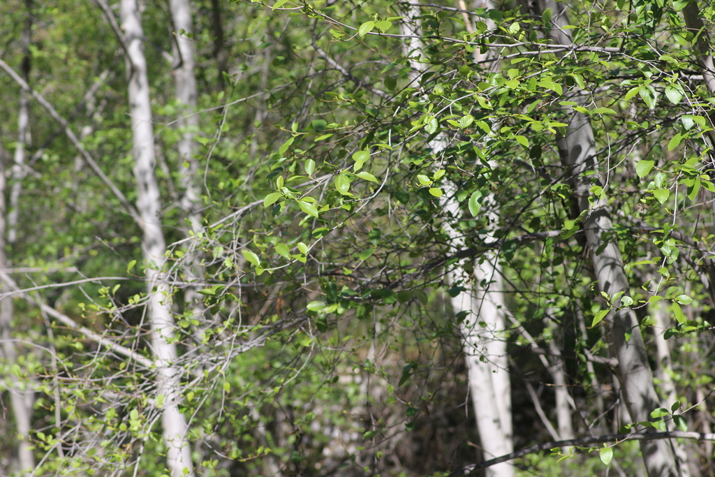 Alnus rhombifolia; photograph author not stated, no rights reserved