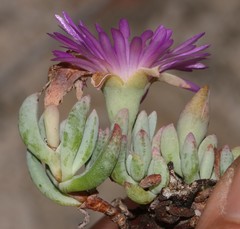 Esterhuysenia alpina