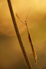 Macromusonia conspersa