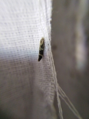 Mompha sturnipennella