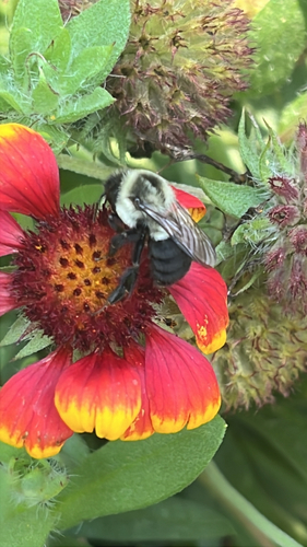 Common Eastern Bumble Bee