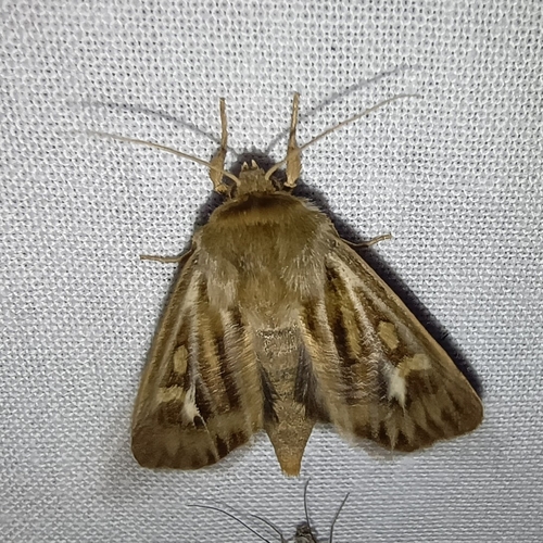 Antler Moth, Drenthe, NL, photo 6 of 10