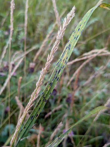 Phyllachora graminis observed 2026-08-05