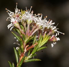 Agathosma alpina